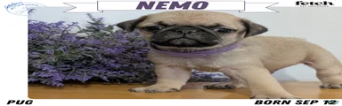Nemo