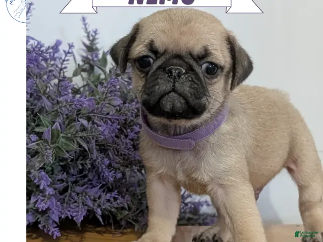 Pug dogs for sale: Nemo - Ad 1