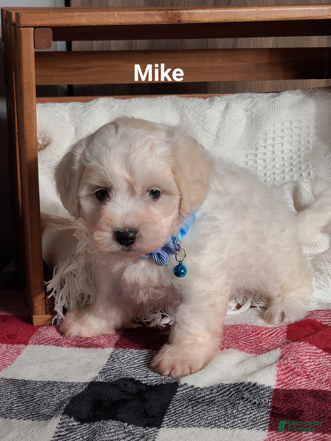 Teddy Bear dogs for sale: Mike  - Ad 4