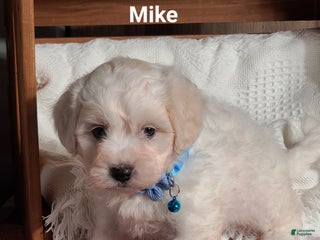 Teddy Bear dogs Mike - Ad 26