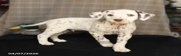 Dalmatian dogs for sale: Donut - Ad 3