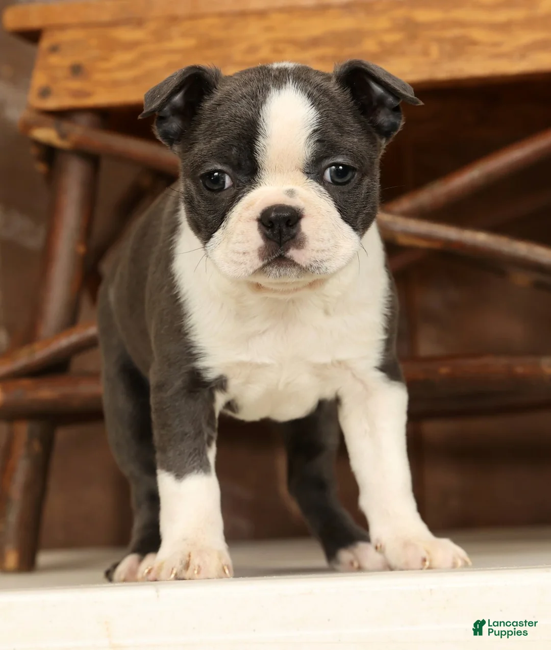 Boston Terrier dogs for sale: Rina - Ad 5