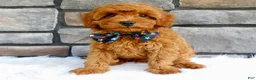 Cavapoo dogs for sale: Ashton - Ad 4