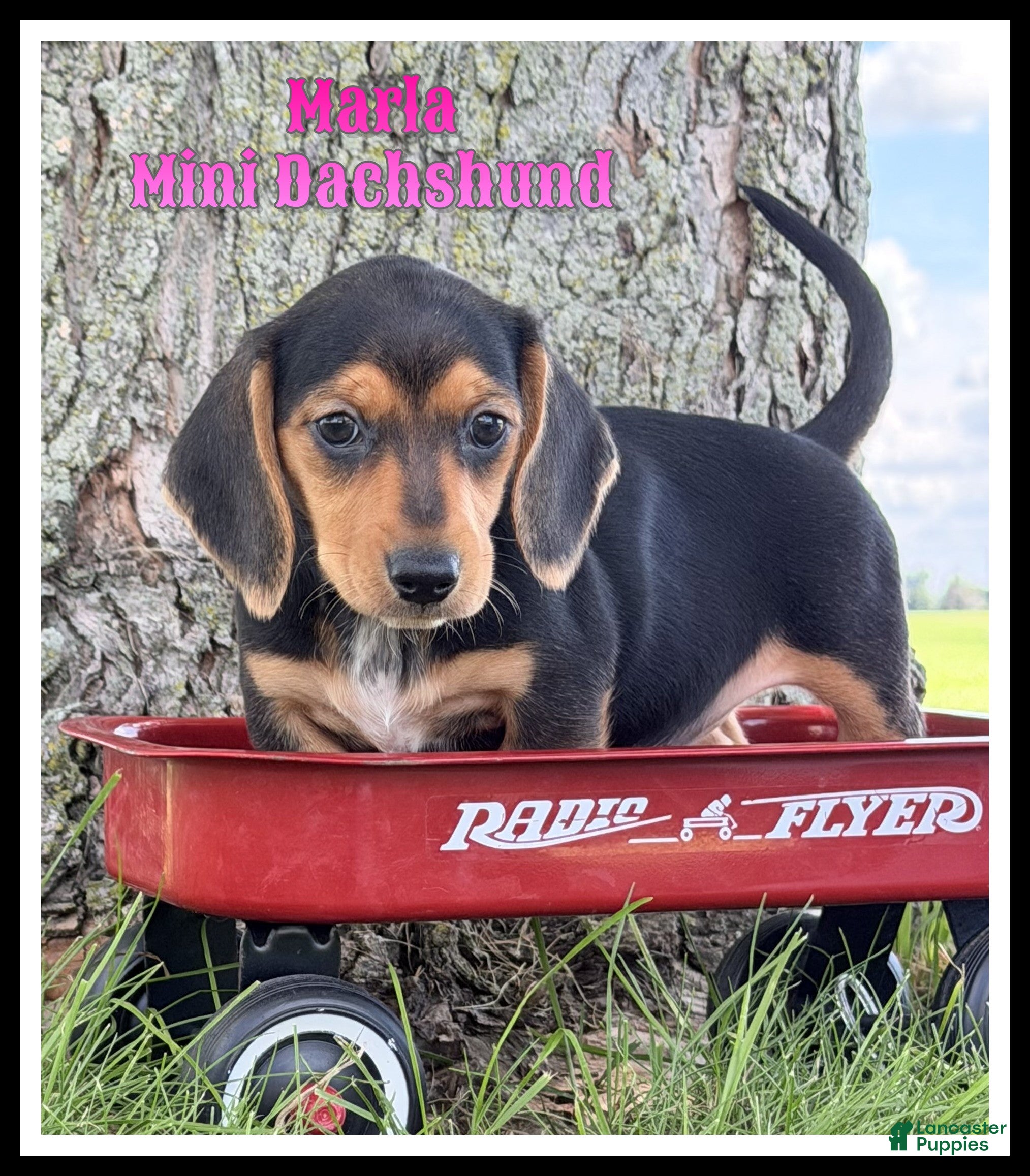 Miniature Dachshund dogs Marla - Ad 1