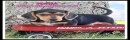 Miniature Dachshund dogs for sale: Marla - Ad 1
