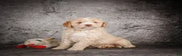 Mini Goldendoodle dogs for sale: Maverick - Ad 3