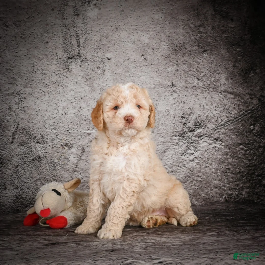 Mini Goldendoodle dogs for sale: Maverick - Ad 3