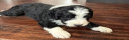 Bernedoodle dogs for sale: Milo - Ad 3