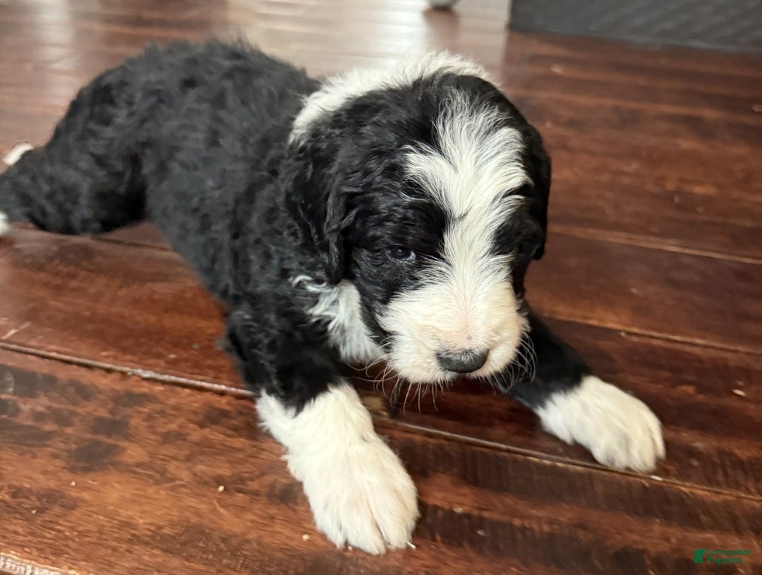 Bernedoodle dogs for sale: Milo - Ad 3