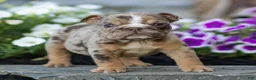 English Bulldog dogs for sale: Olive English Bulldog  - Ad 4