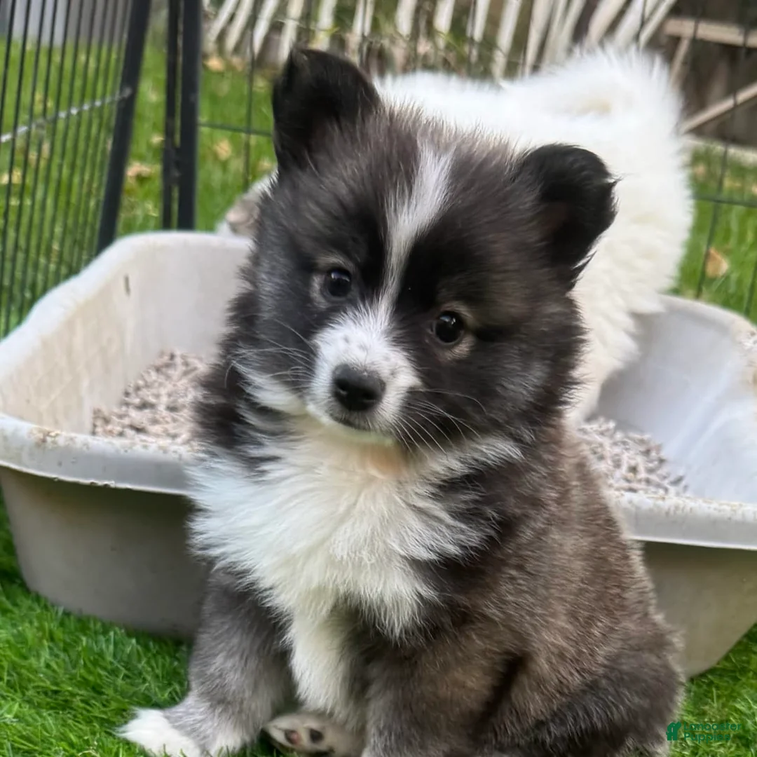 Gallery Image {{count}}