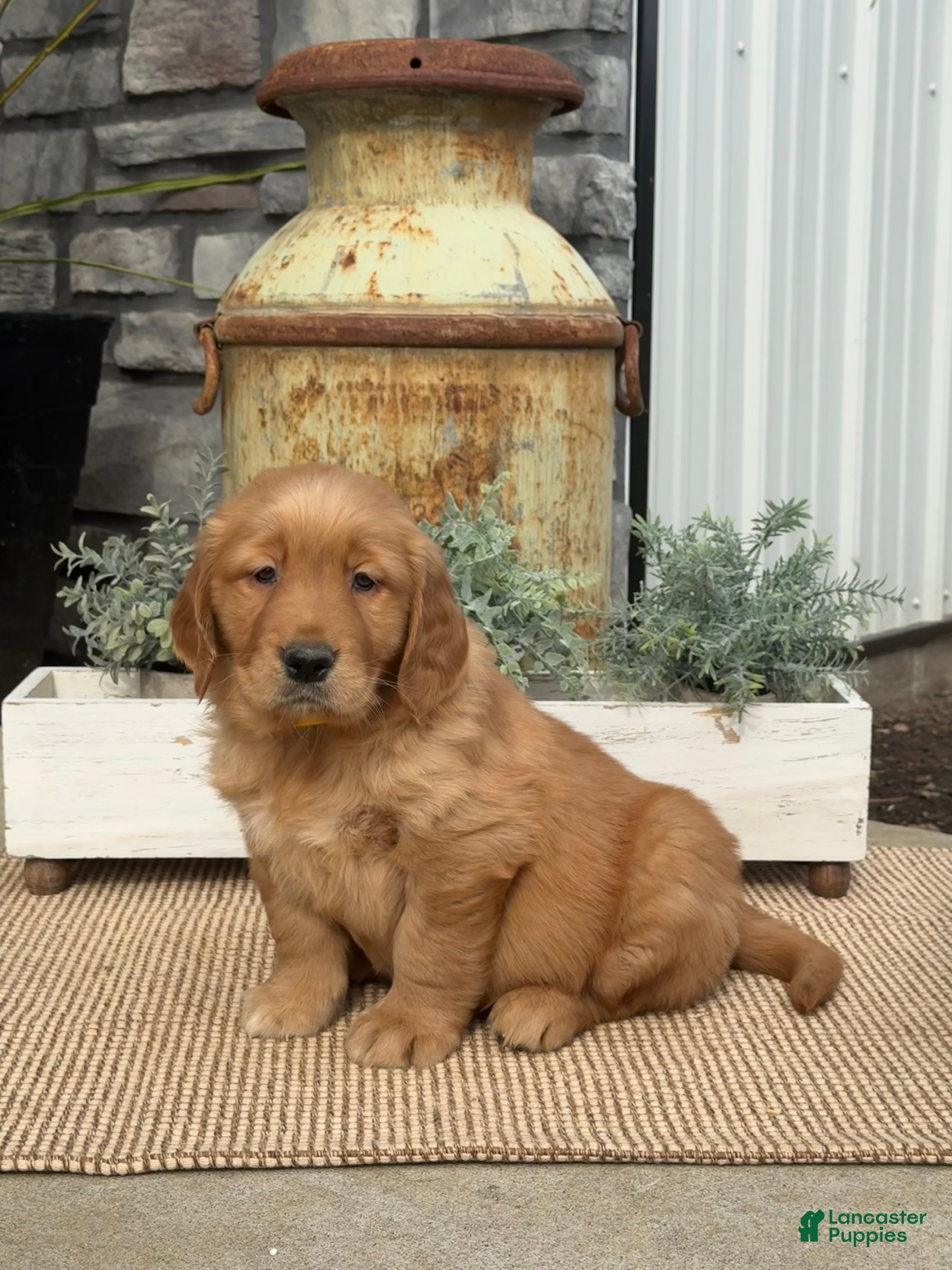 Golden Retriever dogs Buddy - Ad 2