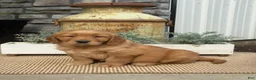 Golden Retriever dogs for sale: Buddy - Ad 2