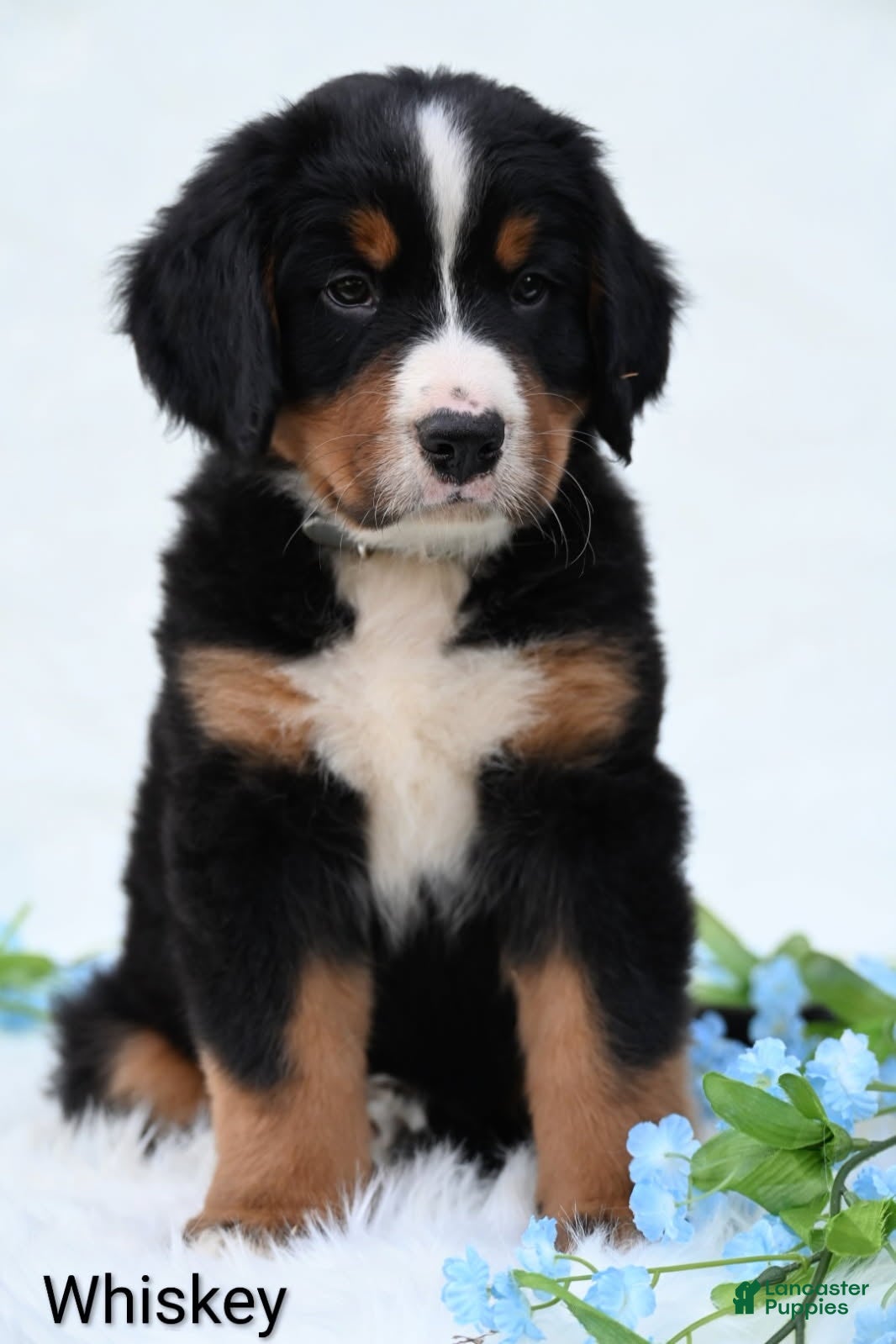Bernese Mountain Dog dogs Whiskey  - Ad 1