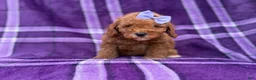 Cavapoo dogs for sale: Agnes - Ad 3