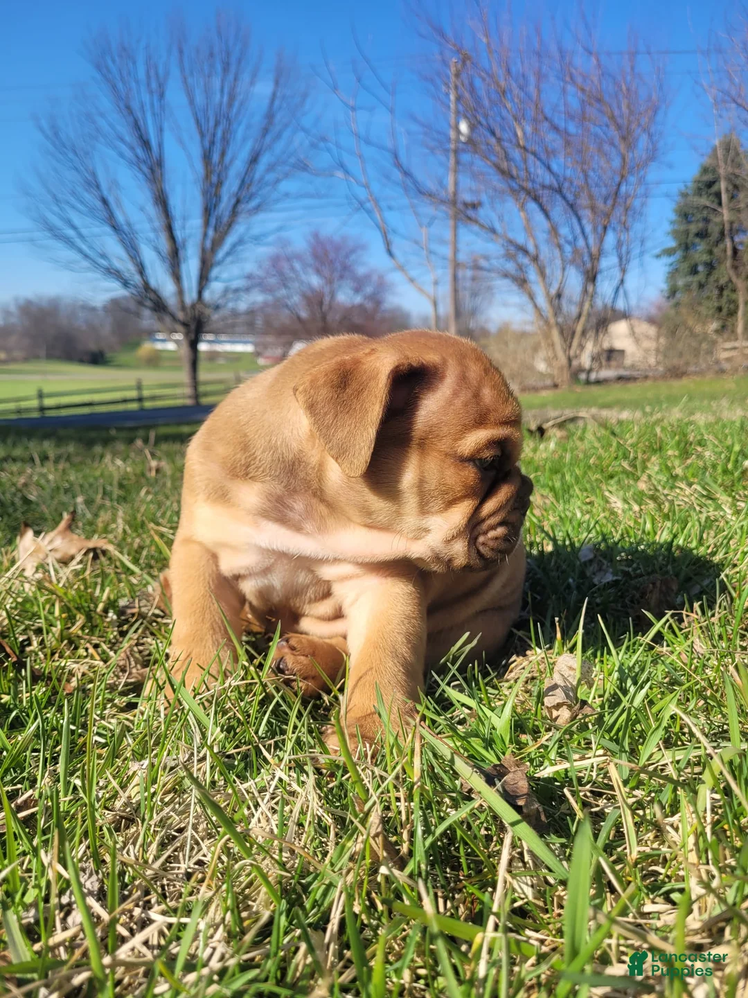 English Bulldog dogs for sale: Ranger - Ad 2