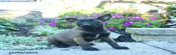 Belgian Malinois dogs for sale: Apollo  - Ad 3