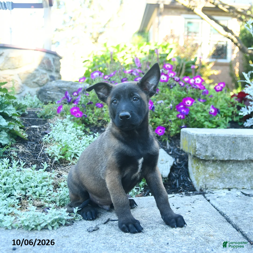 Belgian Malinois dogs for sale: Apollo  - Ad 3
