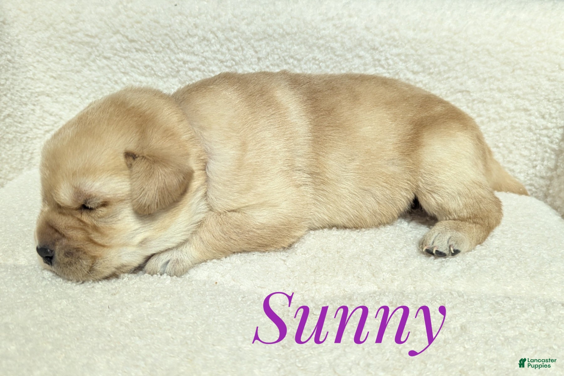 Labrador Retriever dogs Sunny - Ad 1