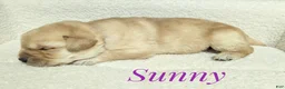 Labrador Retriever dogs for sale: Sunny - Ad 11