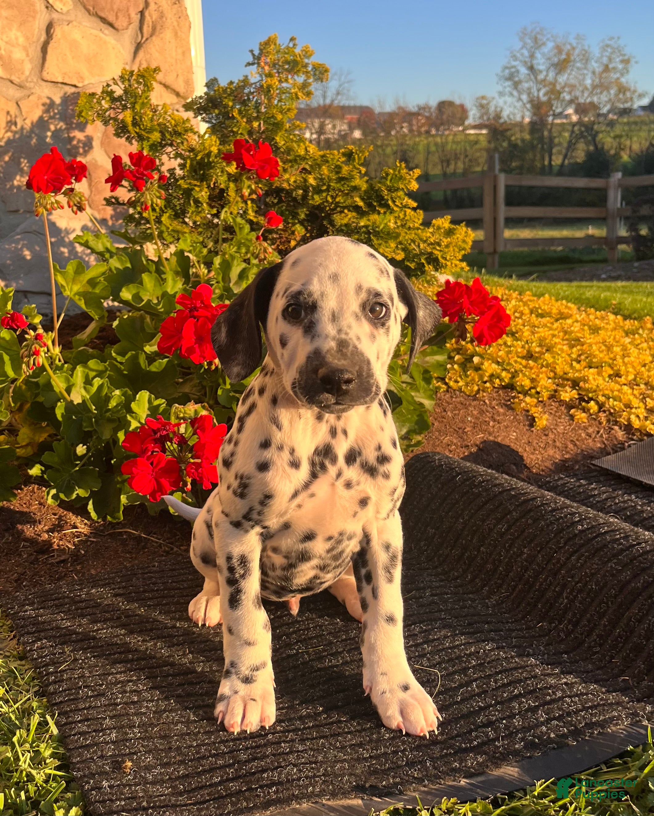 Dalmatian dogs for sale: Russel❤️ Akc Genetic Tested - Ad 1
