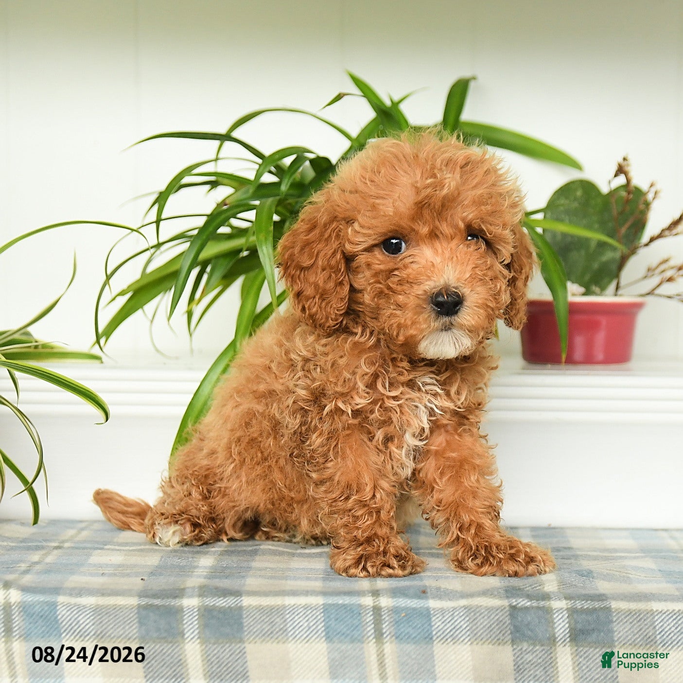 Mini Goldendoodle dogs Tessa - Ad 2