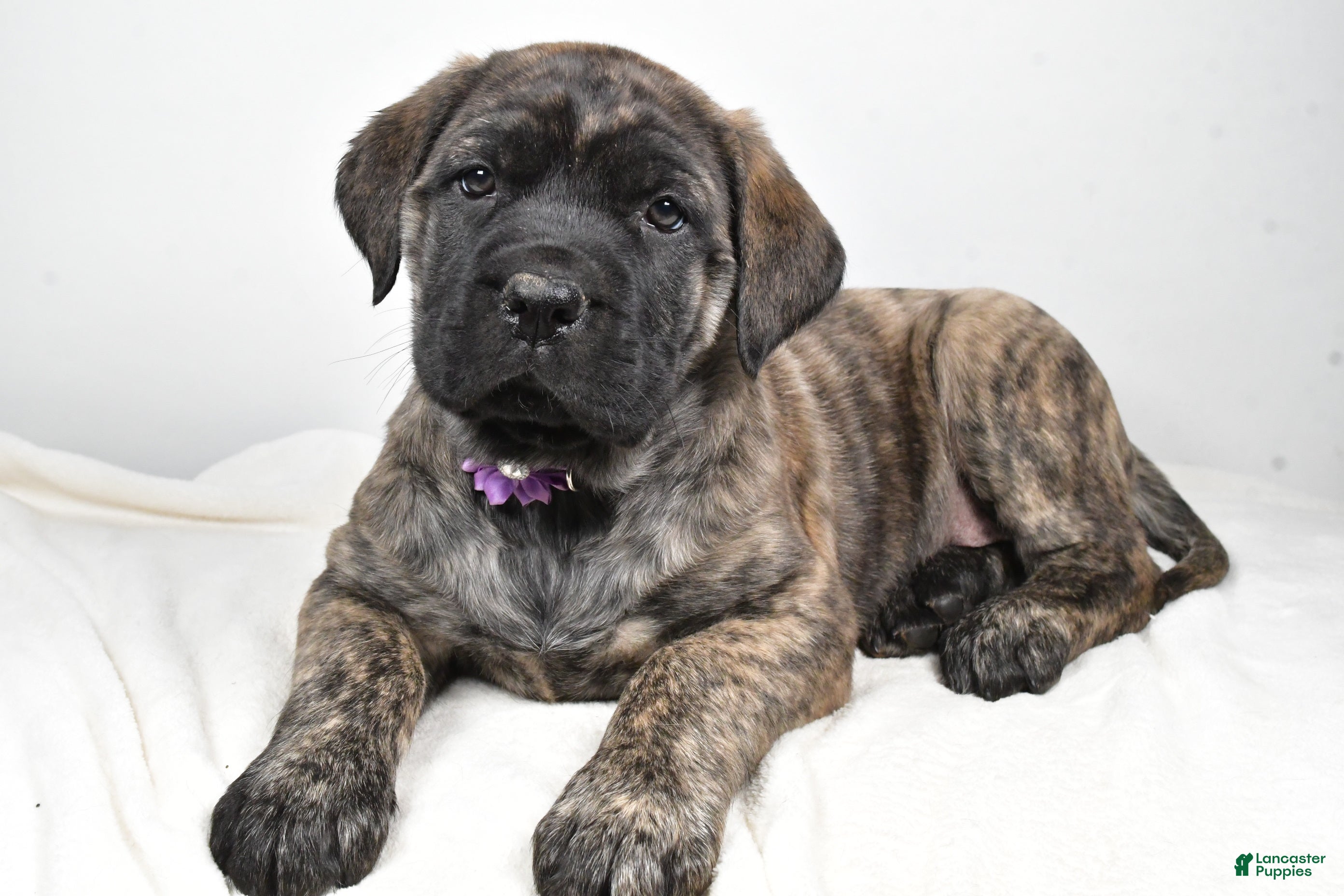 English Mastiff dogs Sweetie - Ad 8