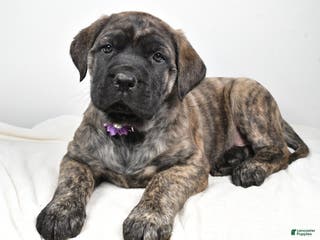 English Mastiff dogs Sweetie - Ad 6