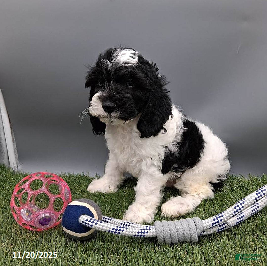 Cockapoo dogs for sale: Thunder - Ad 3