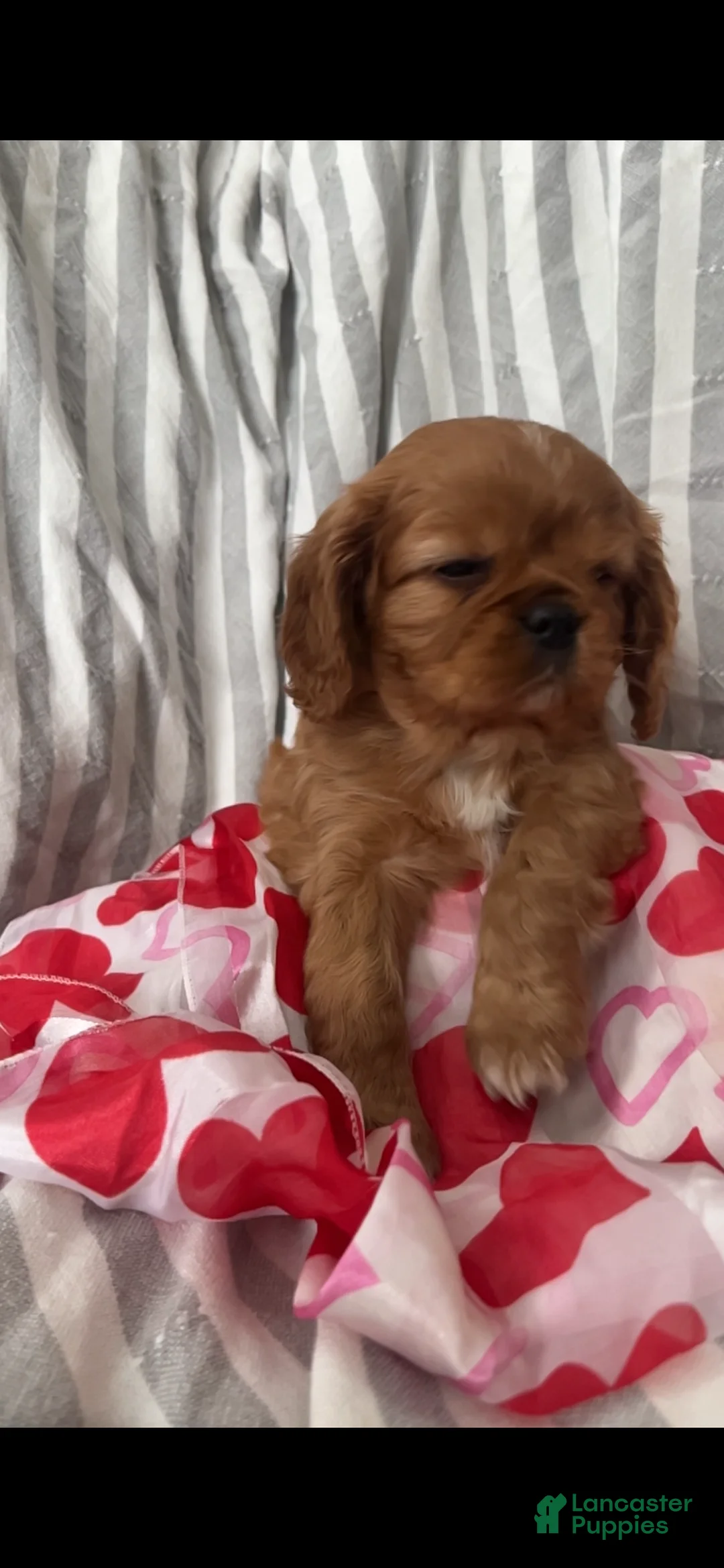 Cavalier King Charles Spaniel dogs for sale: Cavalier King Charles Spaniel Puppy 3 - Ad 4