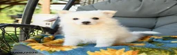 American Eskimo dogs for sale: Frida  - Ad 3