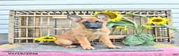 Mixed Breed dogs for sale: Athena - Ad 1