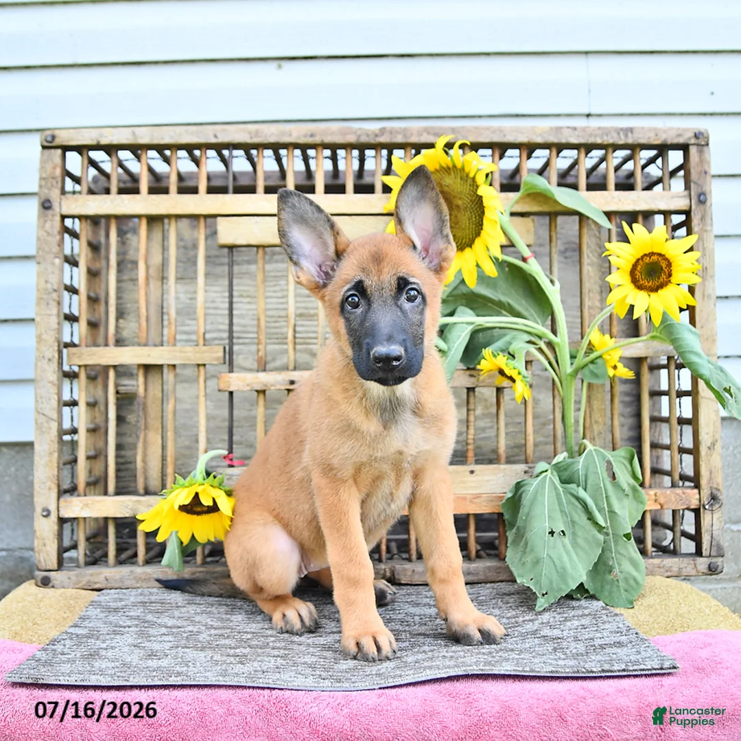 Mixed Breed dogs for sale: Athena - Ad 1