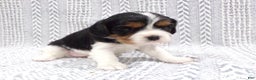 Cavalier King Charles Spaniel dogs for sale: Cavalier King Charles Spaniel Puppy 3 - Ad 6
