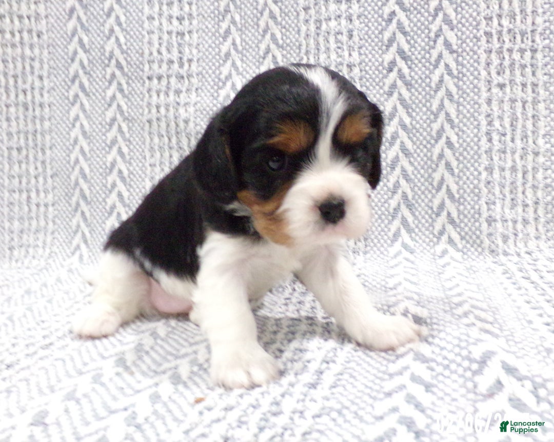 Cavalier King Charles Spaniel dogs for sale: Cavalier King Charles Spaniel Puppy 3 - Ad 6
