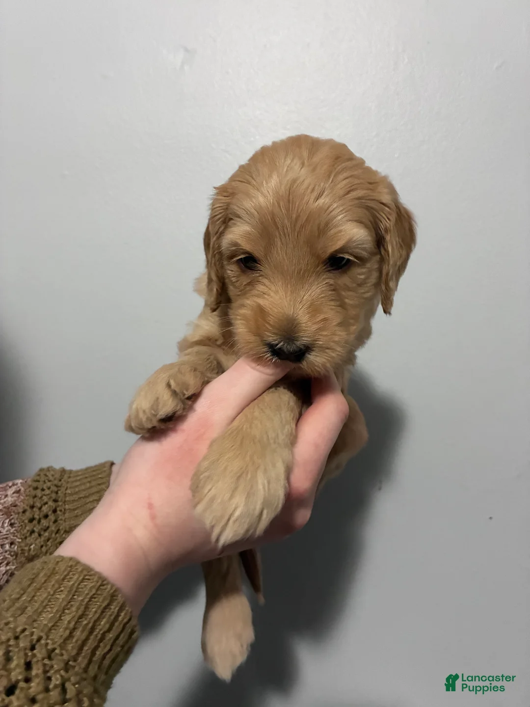 Mixed Breed dogs for sale: Rosie - Ad 1