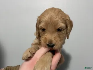 Mixed Breed dogs Rosie - Ad 24