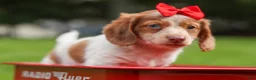 Miniature Dachshund dogs for sale: OSCAR - Ad 14