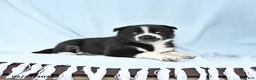 Gerberian Shepsky dogs for sale: Flora   - Ad 2