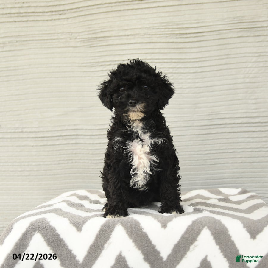 Shihpoo dogs Baxter - Ad 1