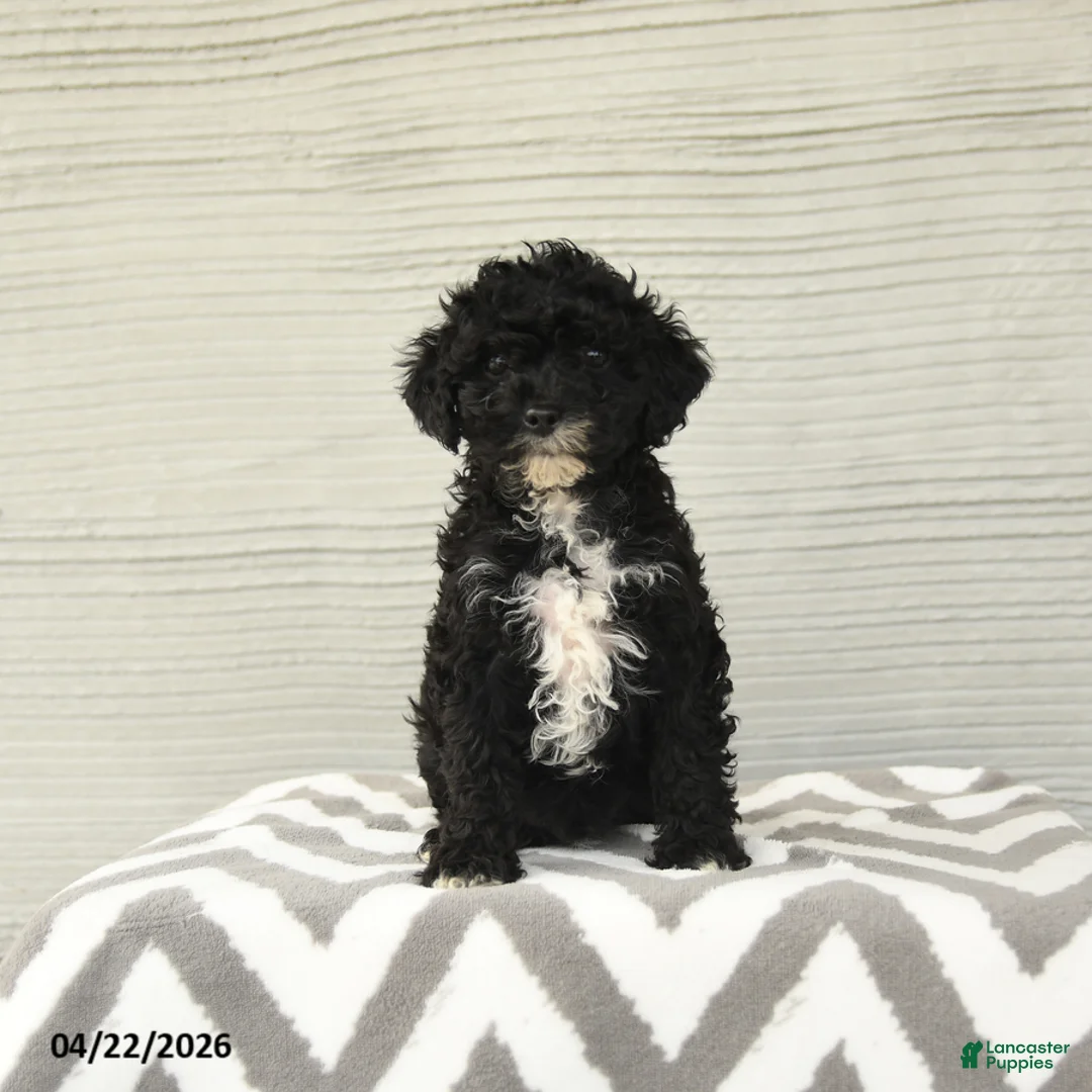 Shihpoo dogs for sale: Baxter - Ad 1