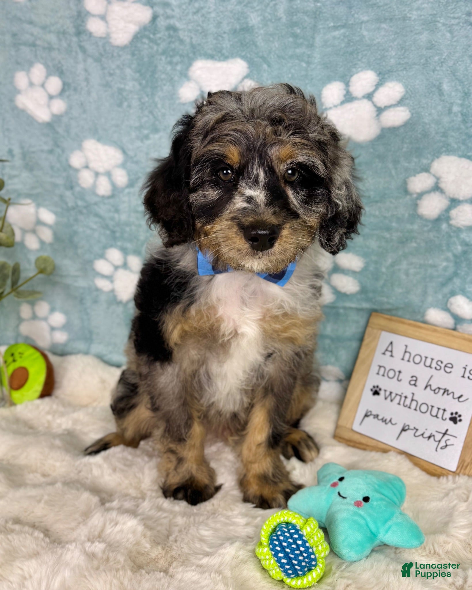 Mini Bernedoodle dogs Barkley  - Ad 30