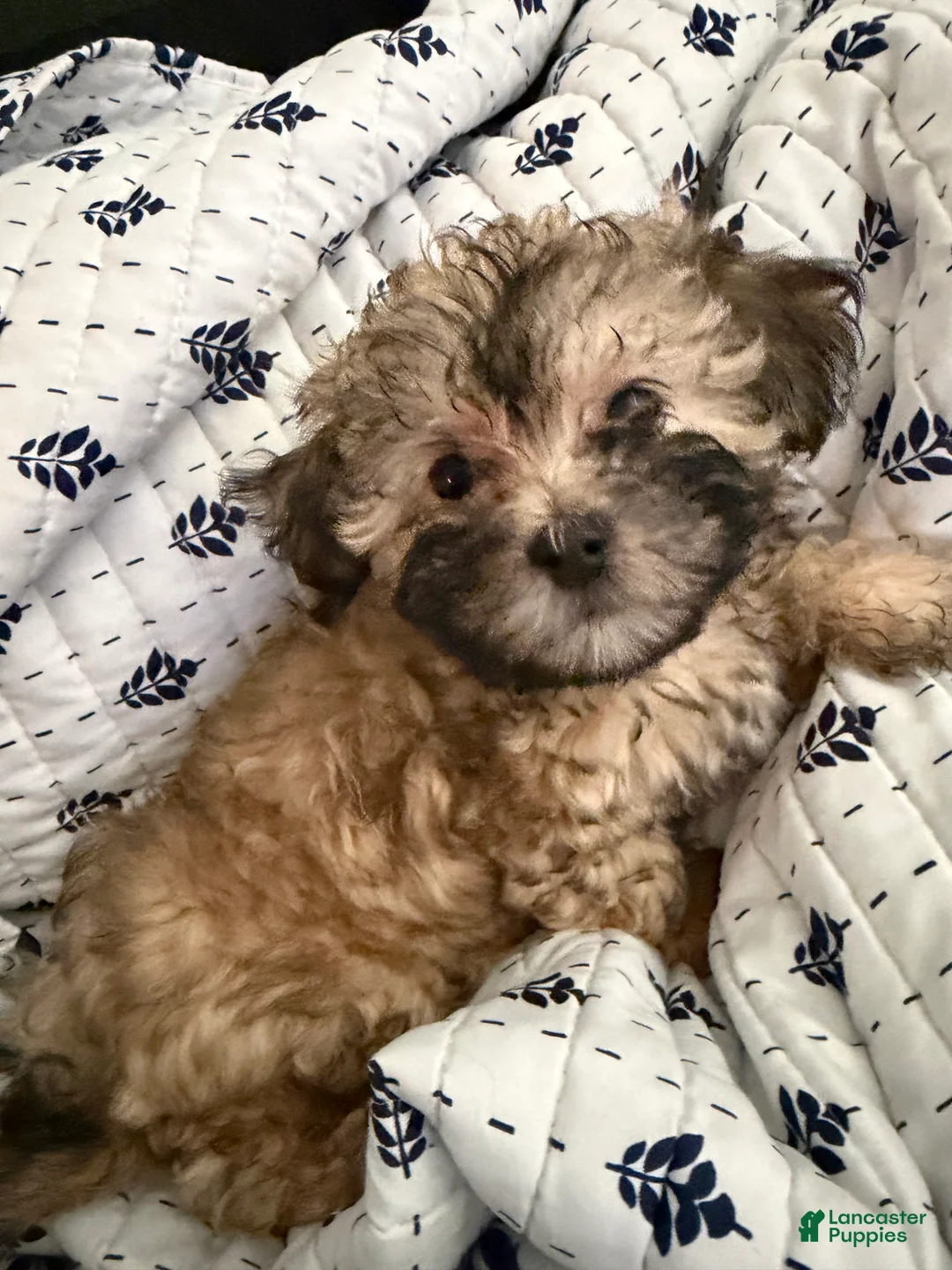 Shihpoo dogs for sale: Shihpoo 3 - Ad 2