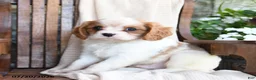 Cavapoo dogs for sale: Chips - Ad 3