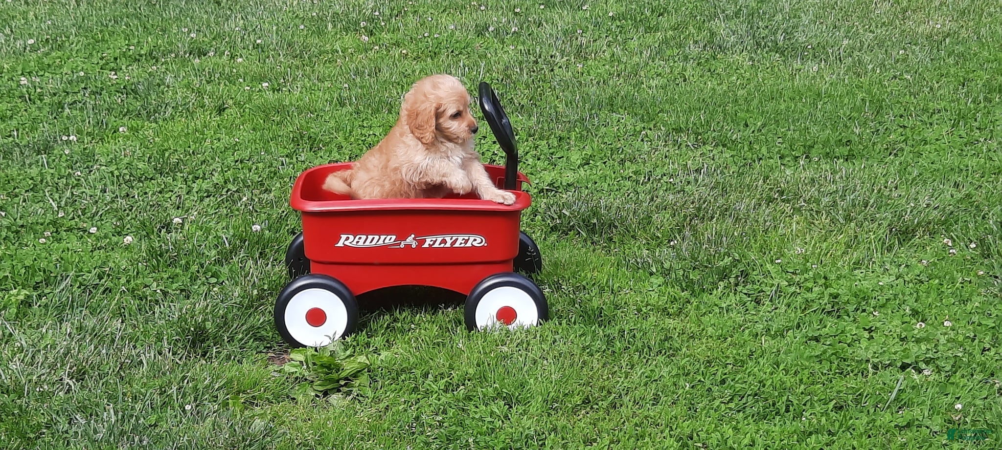 Cavapoo dogs for sale: Cavapoo Puppy 5 - Ad 4