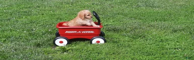 Cavapoo Puppy 5
