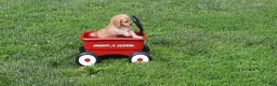 Cavapoo dogs for sale: Cavapoo Puppy 5 - Ad 1