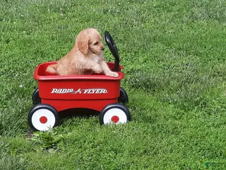Cavapoo dogs for sale: Cavapoo Puppy 5 - Ad 4