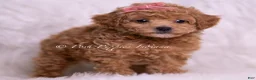 Toy Poodle dogs for sale: Mango - Ad 4
