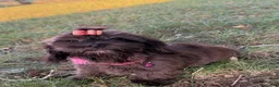 Mixed Breed dogs for sale: Trixie - Ad 5